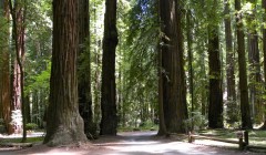 1-redwood floor TEST PHOTO2