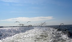 Birds chase a fishing boat.